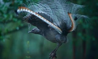 Avian Stars of The Australian Regions - 13 Photos