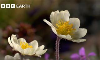 FASCINATING: This Unique Plant is a Botanical Marvel