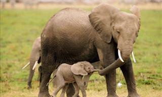 Heartwarming Pictures of Animal Parenthood