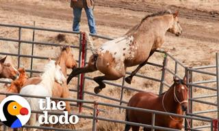 A Wild Horse Recognizes His Sweetheart After 2 Years Apart