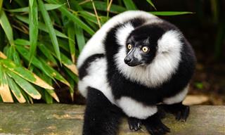 Proof That Black And White Looks Good Even on Animals!