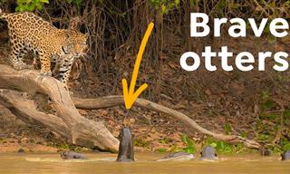 These Giant South American Otters Have No Fear!