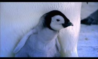 Beautiful Nature: Penguin Chicks Hatching