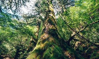 Travel To The Ancient Shiratani Unsuikyo Forest In Japan