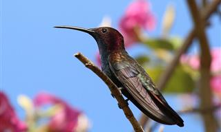 The Multitude of Colorful Birds Only Found in Jamaica