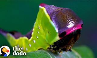 Time Lapse Video: From Cute Caterpillar to Gorgeous Moth