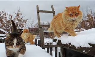 Majestic Siberian Cats in All Their Glory