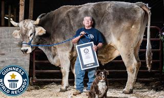 Meet Tommy, the World's Tallest Cow