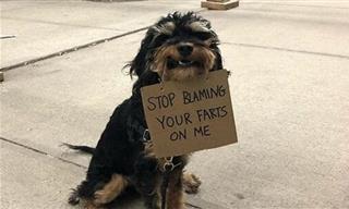 When a Dog Uses Signs to Speak Its Mind (15 Funny Pics)