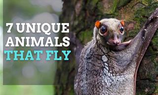 Flying Animals: Strange Creatures With Aerial Abilities