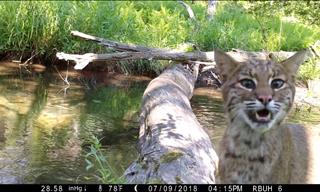 Recording Animals Using a Simple Bridge