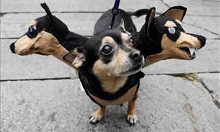 20 Spooky Dog Halloween Costume Ideas