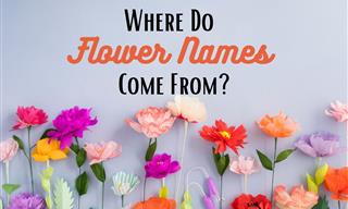 The Fascinating Origins of 11 Lovely Flower Names