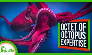 Nature Lesson: What Can We Learn from the Octopus?