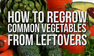 How to Regrow Common Vegetables from Leftovers