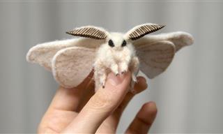 21 Most Incredible Moth Species