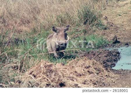 warthog, wild animal, wildlife 2618001