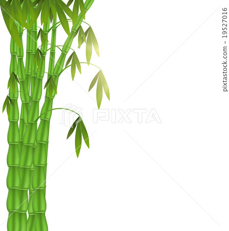 Green Bamboo left side on white background - Stock Illustration [19527016]  - PIXTA