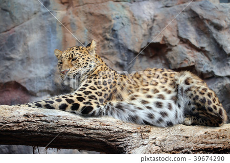 Amur leopard 39674290