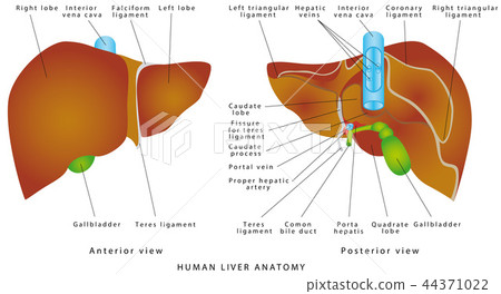 Liver Anatomy Stock Illustration 44371022 Pixta