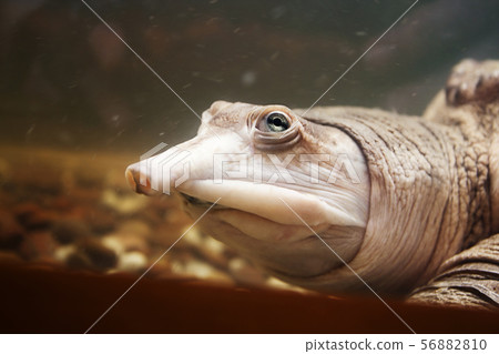 Softshell turtle 56882810