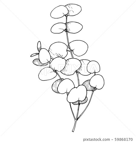 Vector Eucalyptus branch. Black and white engraved ink art. Isolated eucaliptus illustration element 59868170