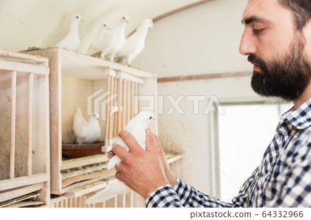 Man with pigeon in pigeon loft 64332966