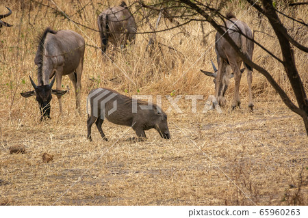 Warthog herd seen in Tarangire National Park, Tanzania 65960263