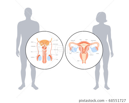 Human fertility concept 68551727