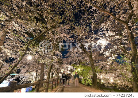 Okazaki Park Night cherry blossom viewing 74227243