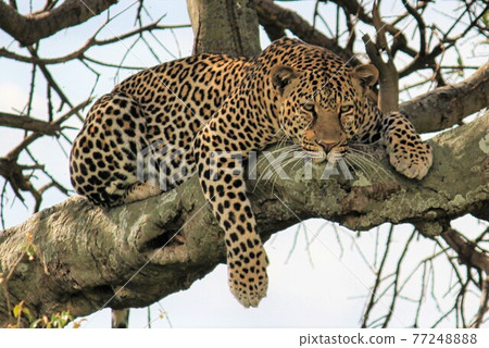 Leopard glaring from the tree in Kenya Masai Mara National Park in June 77248888