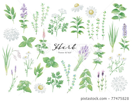 Various kinds of herbs_watercolor illustration set 77475828