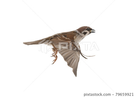 flying sparrow isolated on white background 79659921