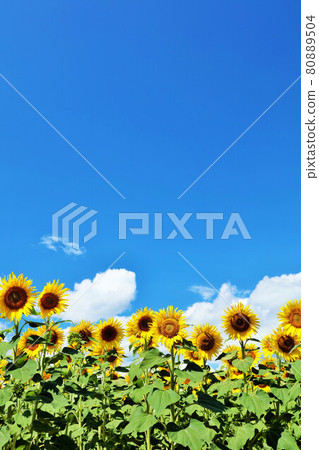 Hokkaido summer blue sky and sunflower 80889504