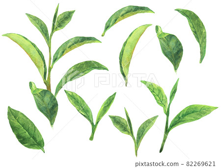 Material collection of watercolor matcha leaves 82269621