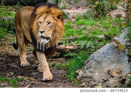 Lion in jungle forest in nature 86734625