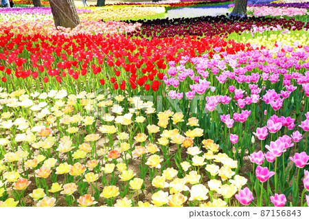 Spring Flower Field 87156843