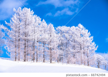 《北海道》冬天的美瑛、樹上的霧凇和雪原 88742494