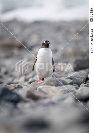 Gentoo penguin stands on rocks watching camera 88976663