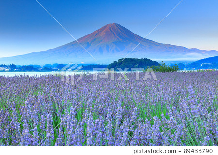 夏季的薰衣草盛開的河口湖大石公園和富士山 山梨縣富士河口湖町 89433790