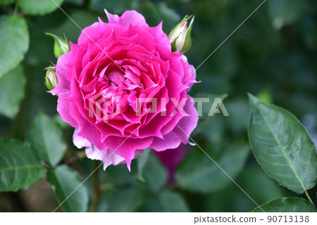 Rose 90713138