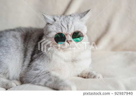 White fluffy kitty in glasses resting on the bed. 92987940