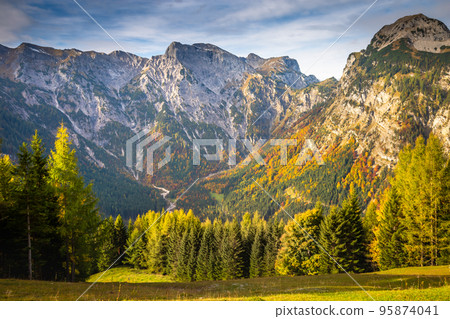 Pine trees in Alps at autumn sunrise, Karwendel mountains in Innsbruck, Tyrol 95874041