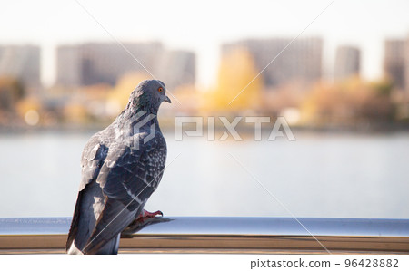 Pigeon near river houses 96428882