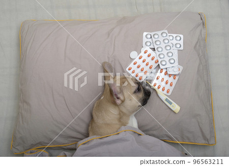 A French bulldog breed dog lies on a pillow next to pills and a thermometer during an illness. Various pills in large quantities and a thermometer lie side by side on the pillow. 96563211