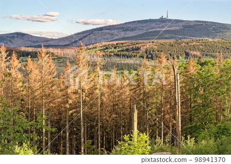 Aerial view of forest dieback in Harz national park Germany 98941370