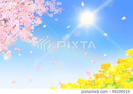 Rape blossoms-rainbow and shining sun in the sky-spring cherry blossom frame background material with beautiful and flamboyant petals 99206016