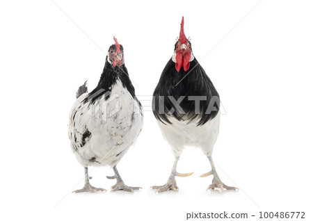 lakenfeld chicken and rooster stands isolated 100486772