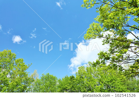 Early summer blue sky, fresh green trees 102541526