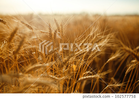 Amazing agriculture sunset landscape.Growth nature harvest. Wheat field natural product. 102577758